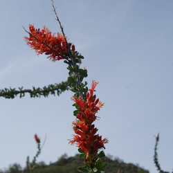 Sunrise Peak Trail