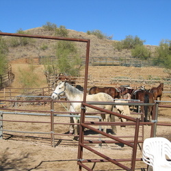 HorsebackRiding