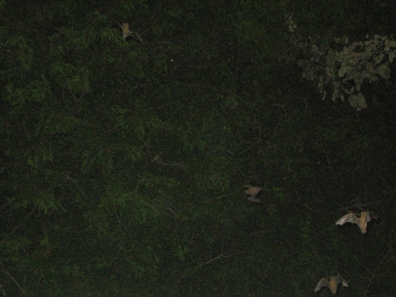 img_0817.jpg