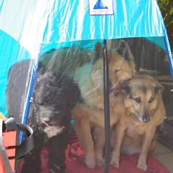 Rough River State Park