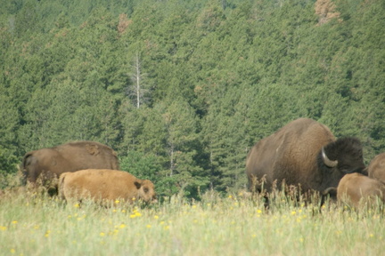 DSC02409.ARW