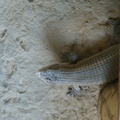 DSC01418.ARW