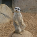 DSC01425.ARW