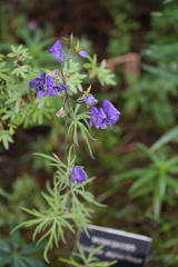 DSC01995